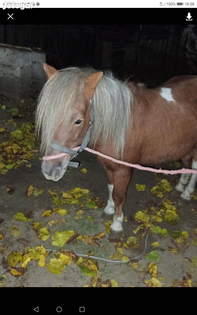 Póni tarka csődőr 