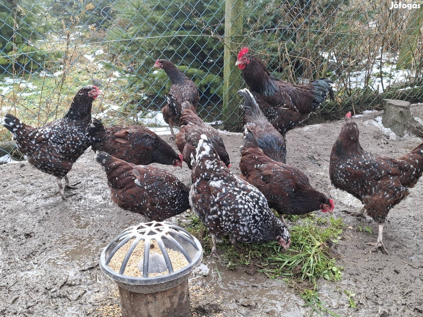 Porcelán Sussex tojás !