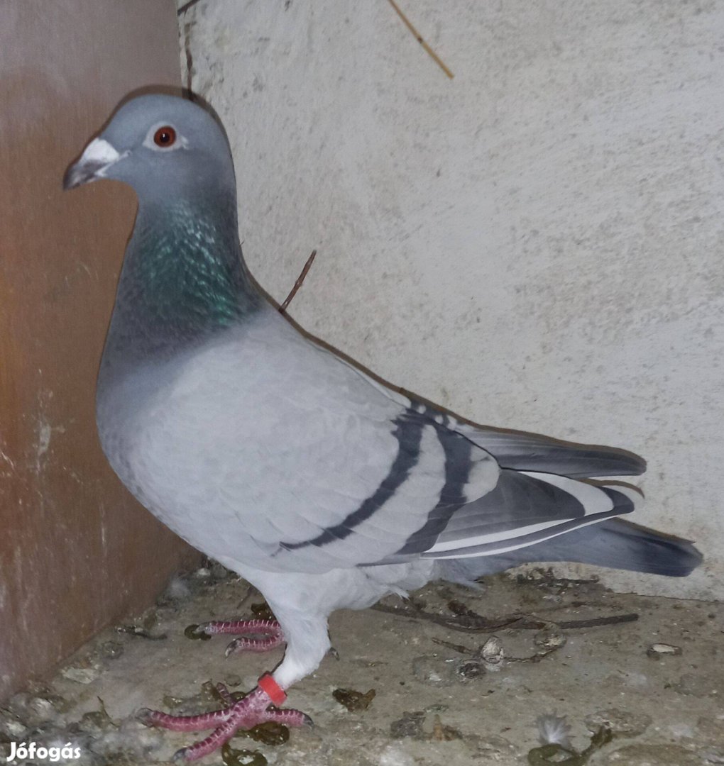 Postagalambok eladók!