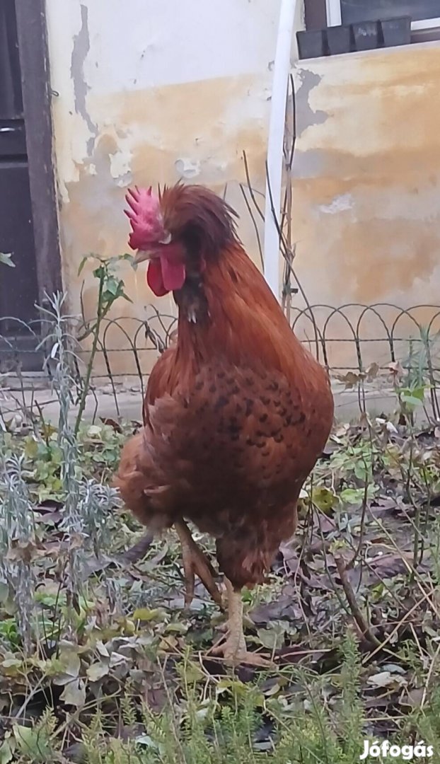 Poszavinai orosz búbos család tyúk és kakas eladó