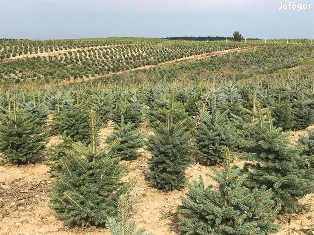 Prémium Dán metszett nordmann fenyő előrendelhető 100-350cm méretben