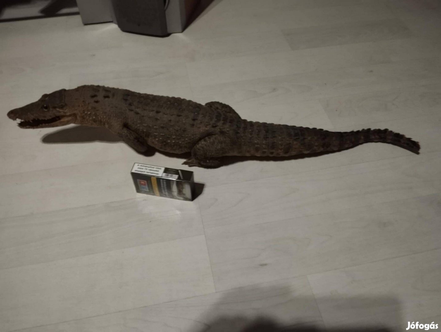 Preparált Aligátor