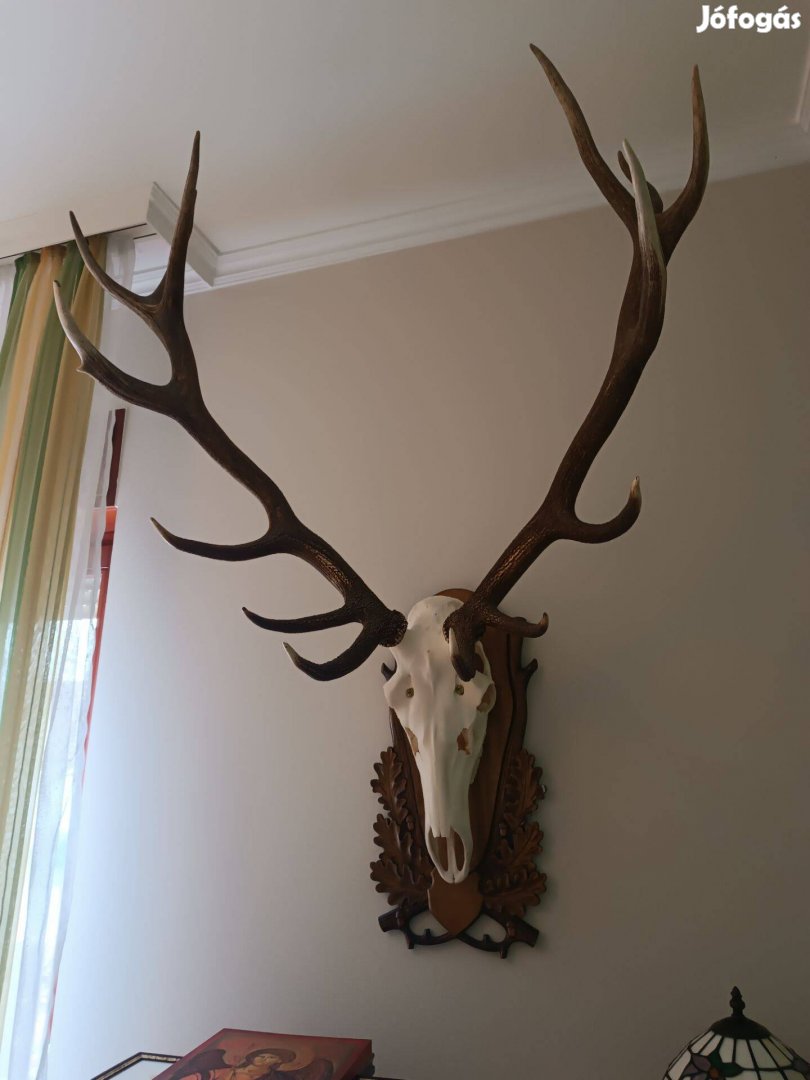 Preparált gímszarvas agancs