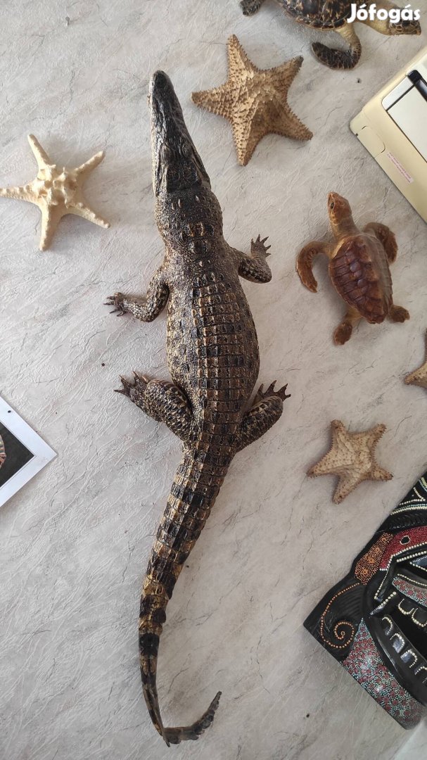 Preparált kubai krokodil a 80-as évekből, igazán egyedi dekoráció 