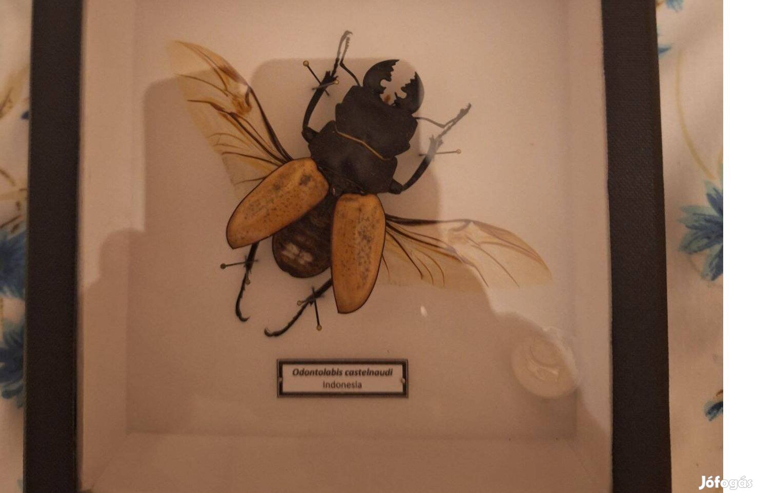 Preparált szarvasbogár díszdobozban eladó!