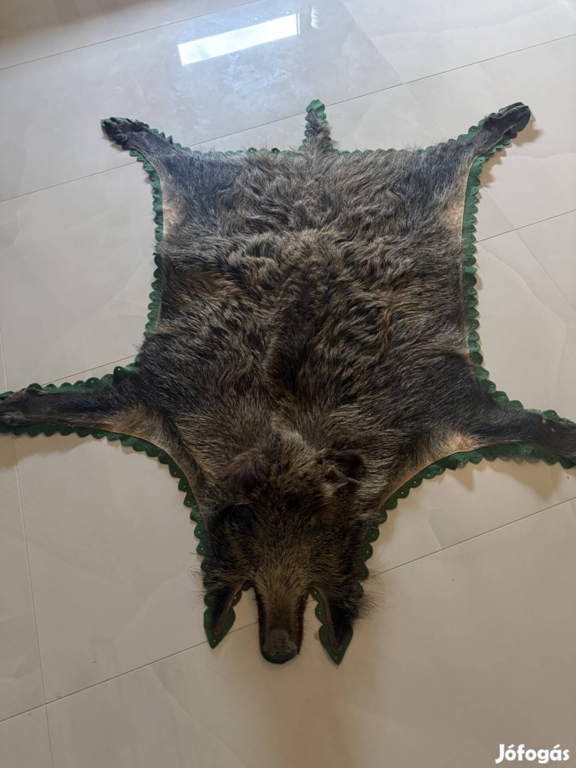 Preparált vaddisznó szőr preparátum eladó