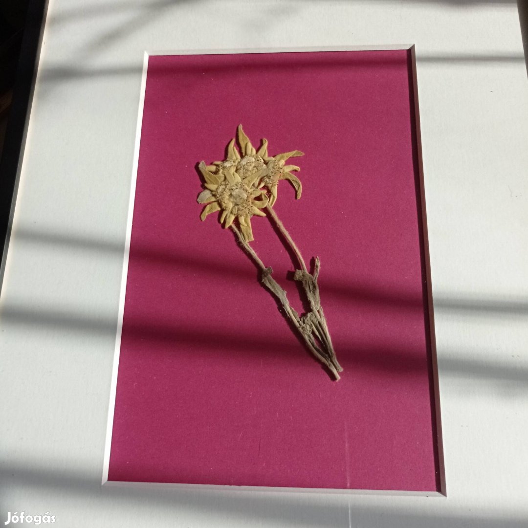 Préselt havasi gyopár