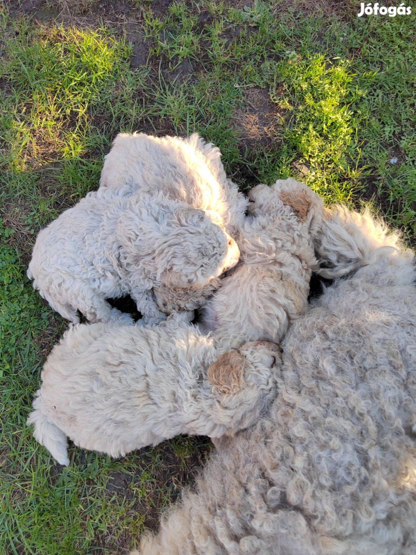 Puli jellegű kiskutyusok ingyen eladóak