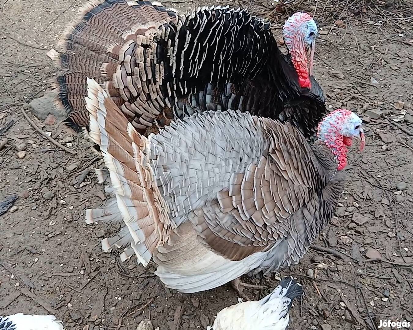 Pulyka kakas 15000 ft