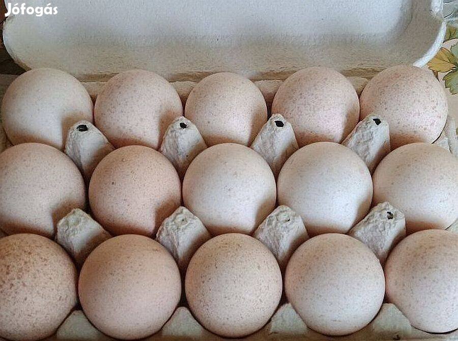 Pulyka tojás kapható