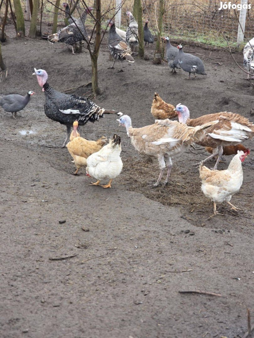 Pulykák eladóak