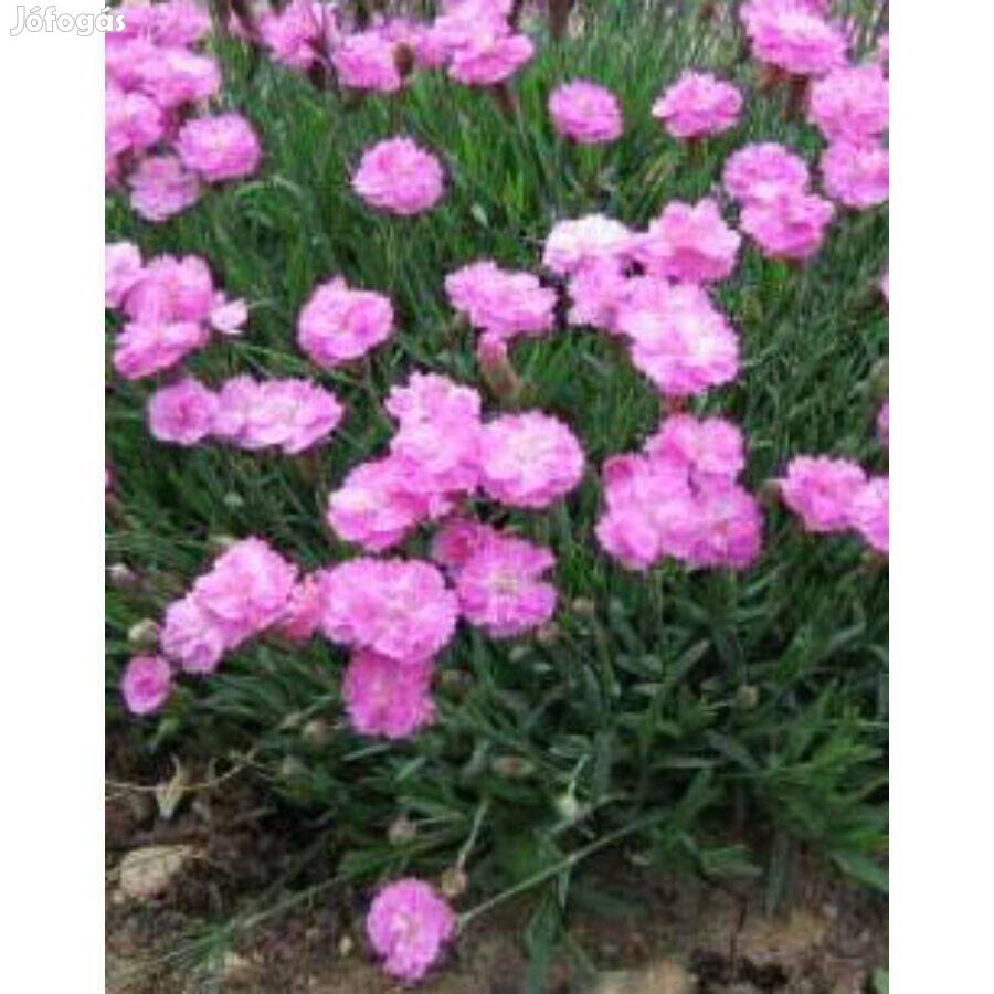 Pünkösdi szegfű rózsaszín pink Dianthus