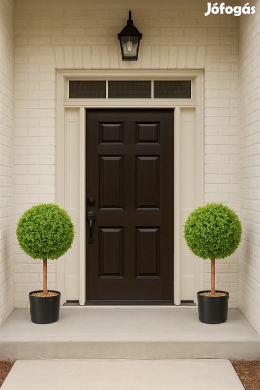 Puszpáng bokor művény  2db 55 cm