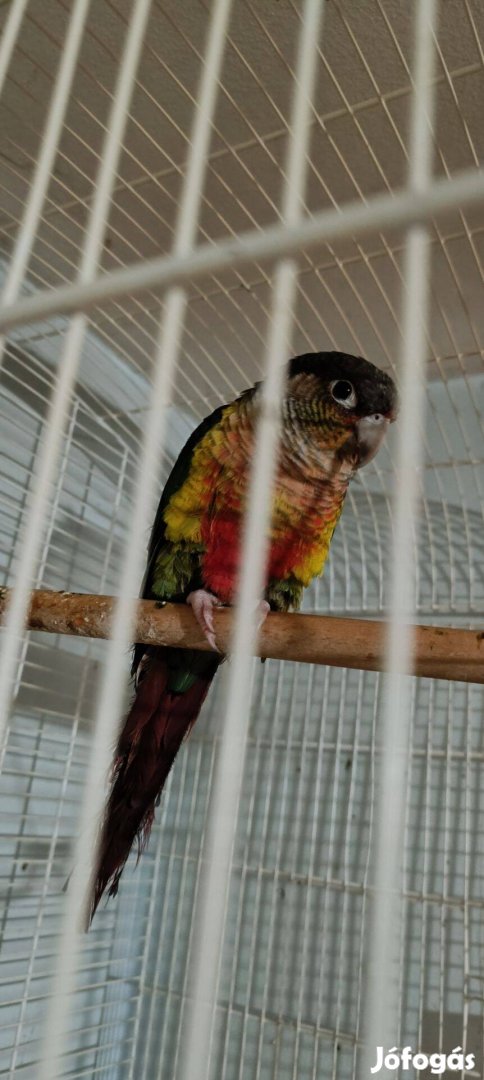 Pyrhurra papagáj