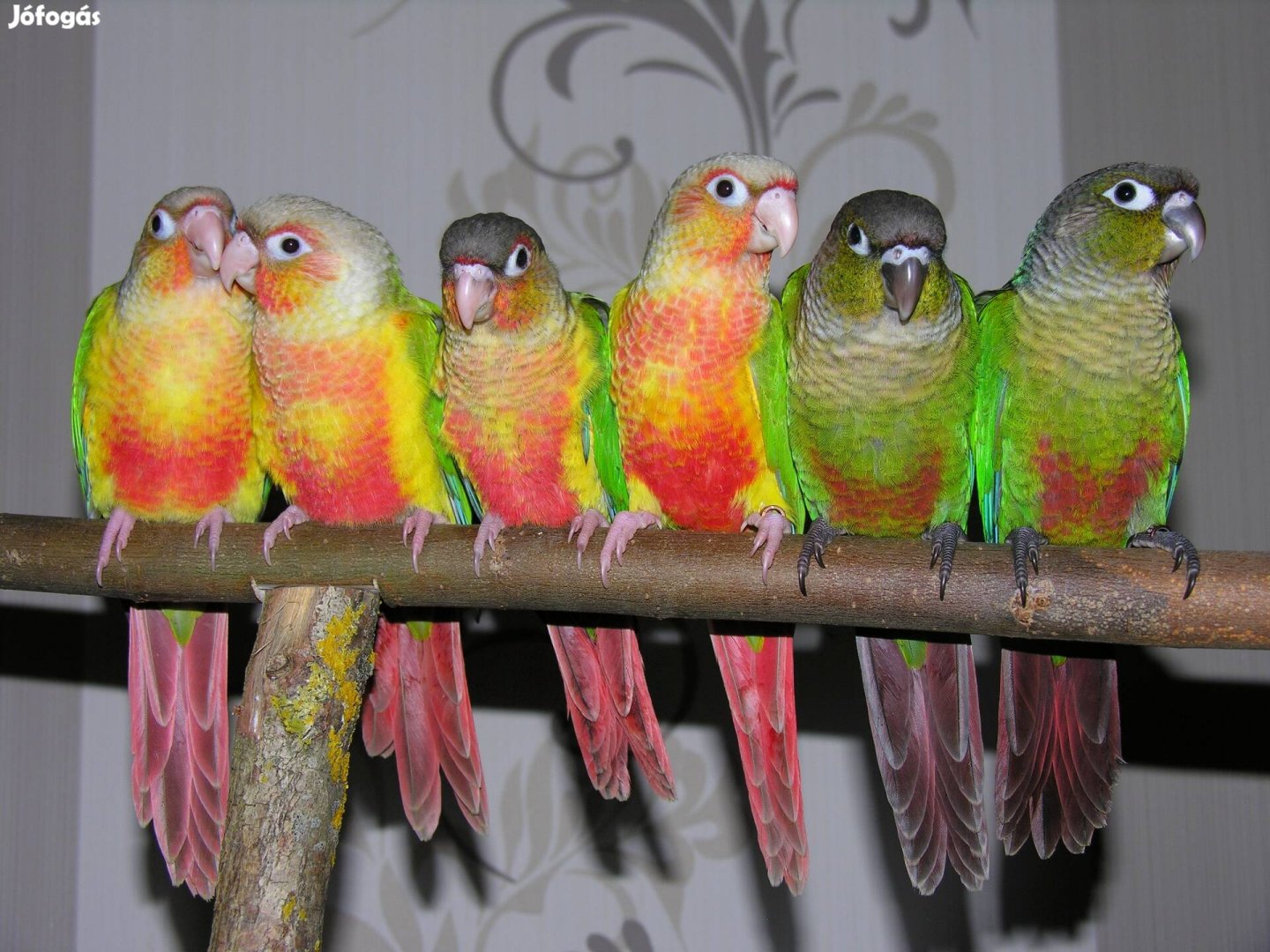 Pyrrhura Molinae papagáj, papagájok - Hímek és tojók
