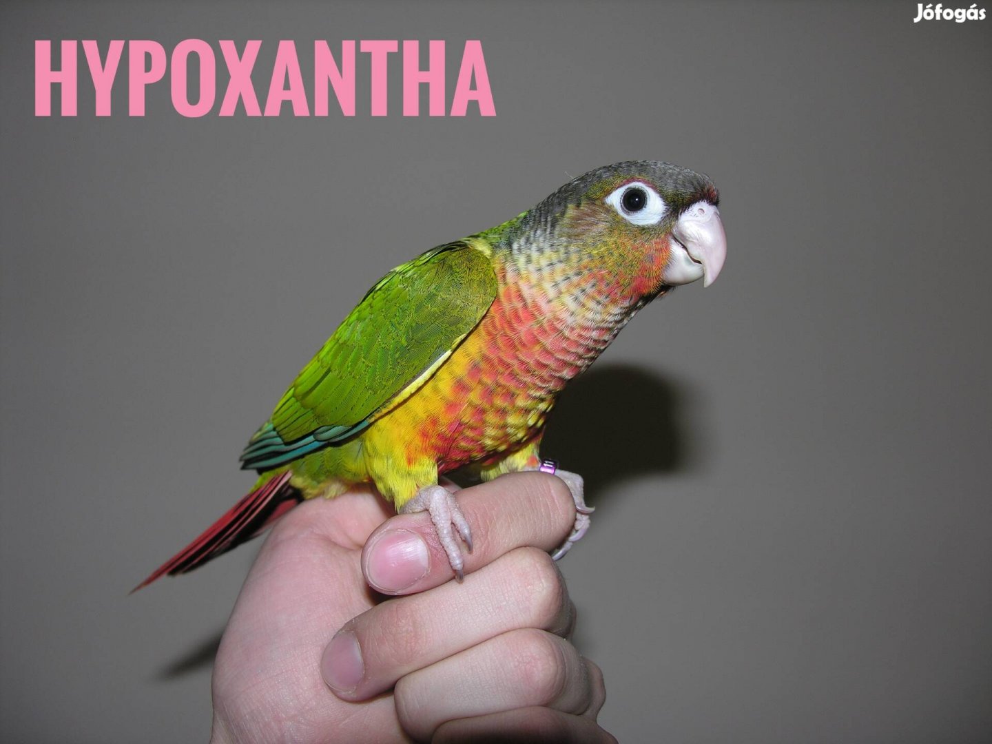 Pyrrhura Molinae papagáj, papagájok - kézzel nevelt