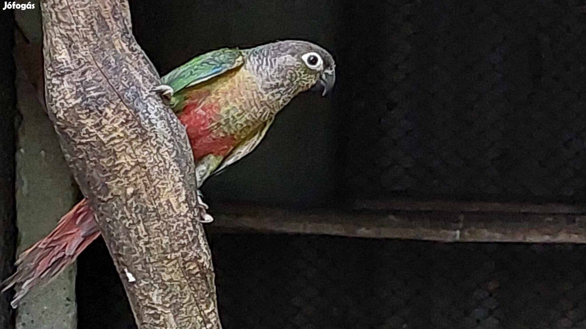Pyrrhura papagáj eladó
