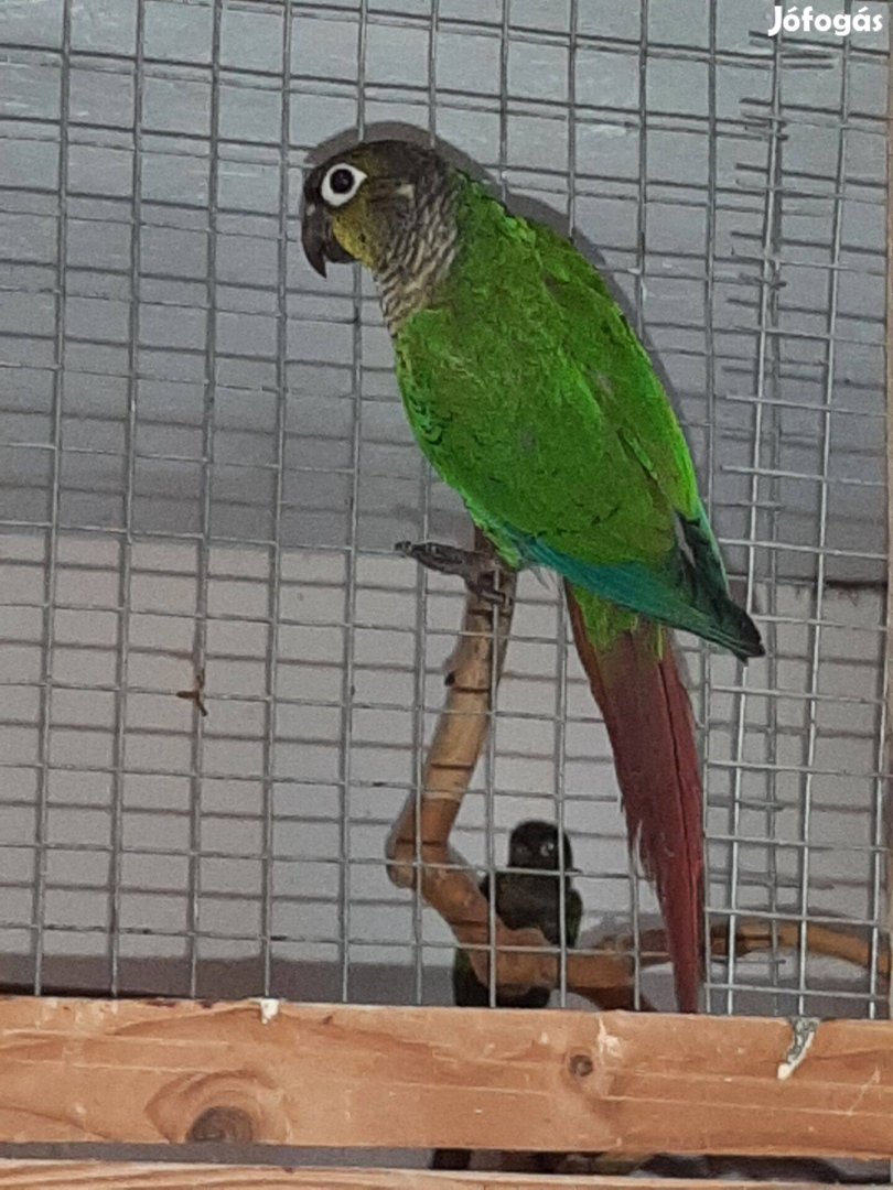 Pyrrhura papagáj eladó
