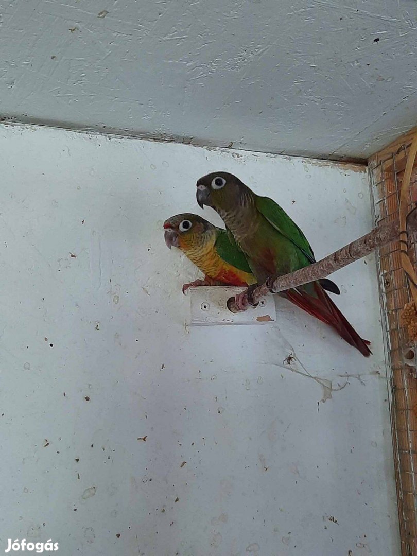 Pyrrhura papagájok eladók