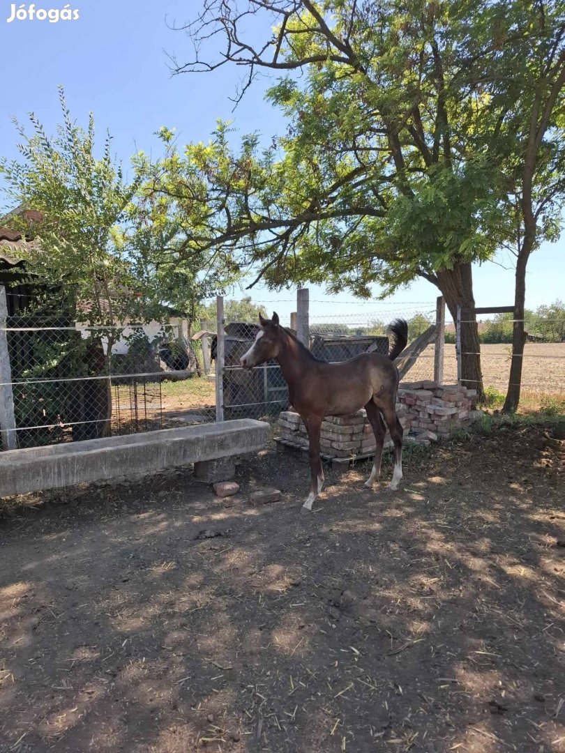 Quarter Horse kanca csikó 