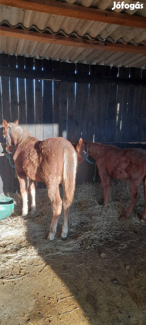 Quarter horse csődőr csikók eladó(Csere)!