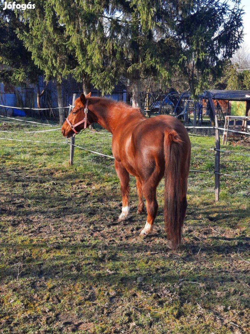 Quarter horse kanca