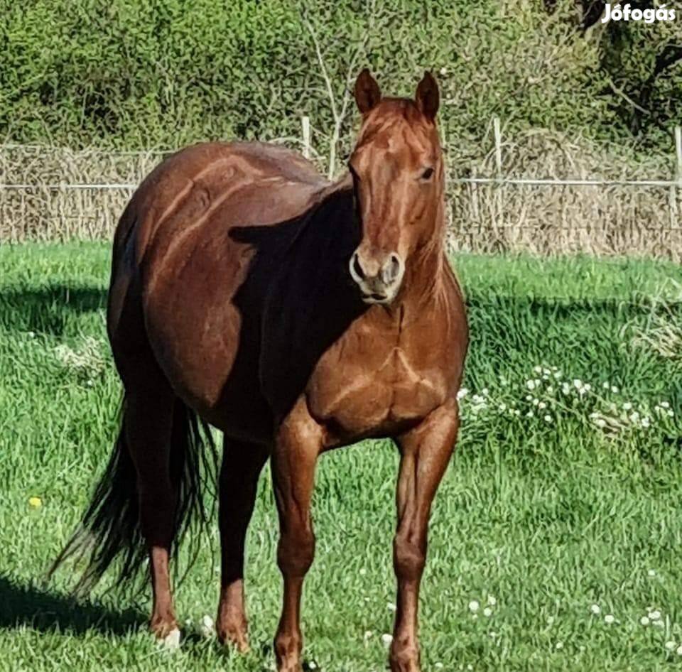 Quarter horse lovak