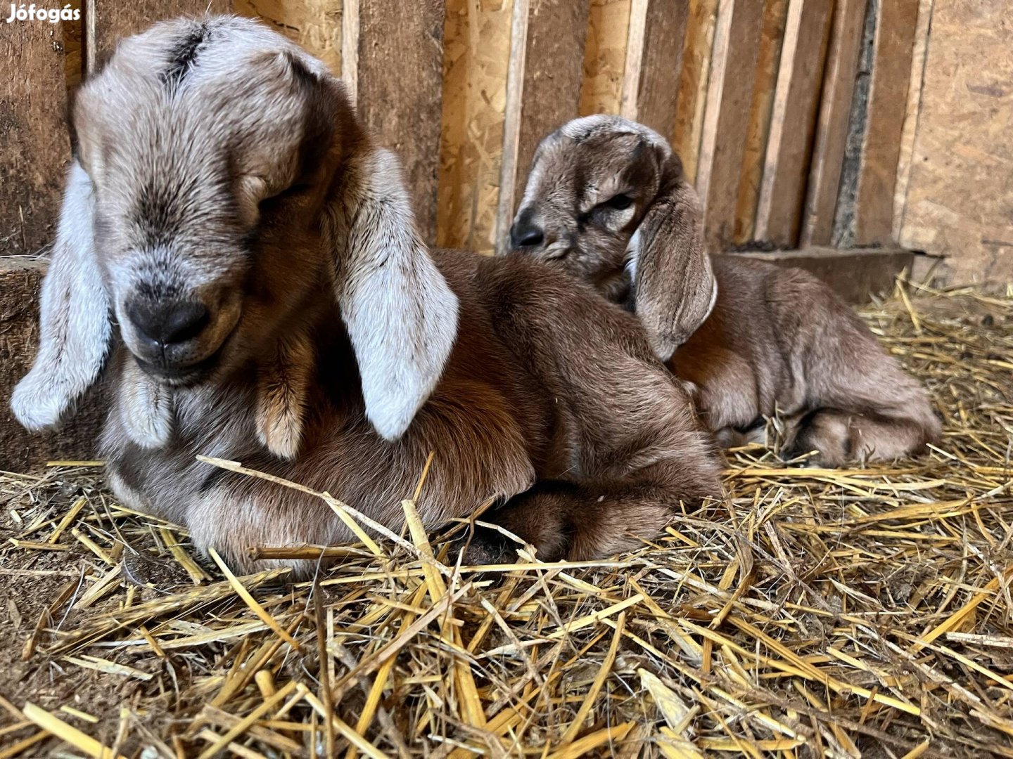 R2-es núbiai cumis bakok