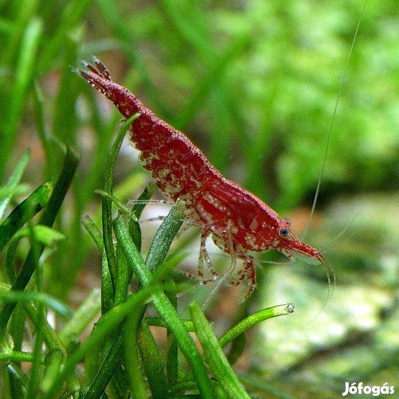 RED Cherry Garnéla eladó