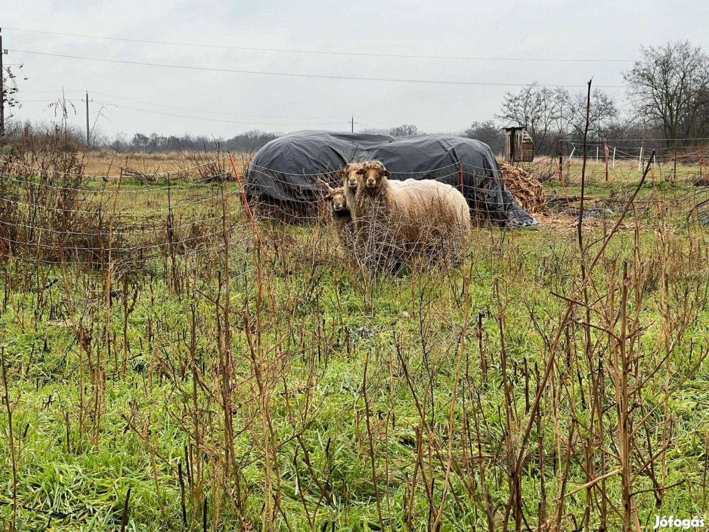 Racka anya birka és egy jerke bárány eladó