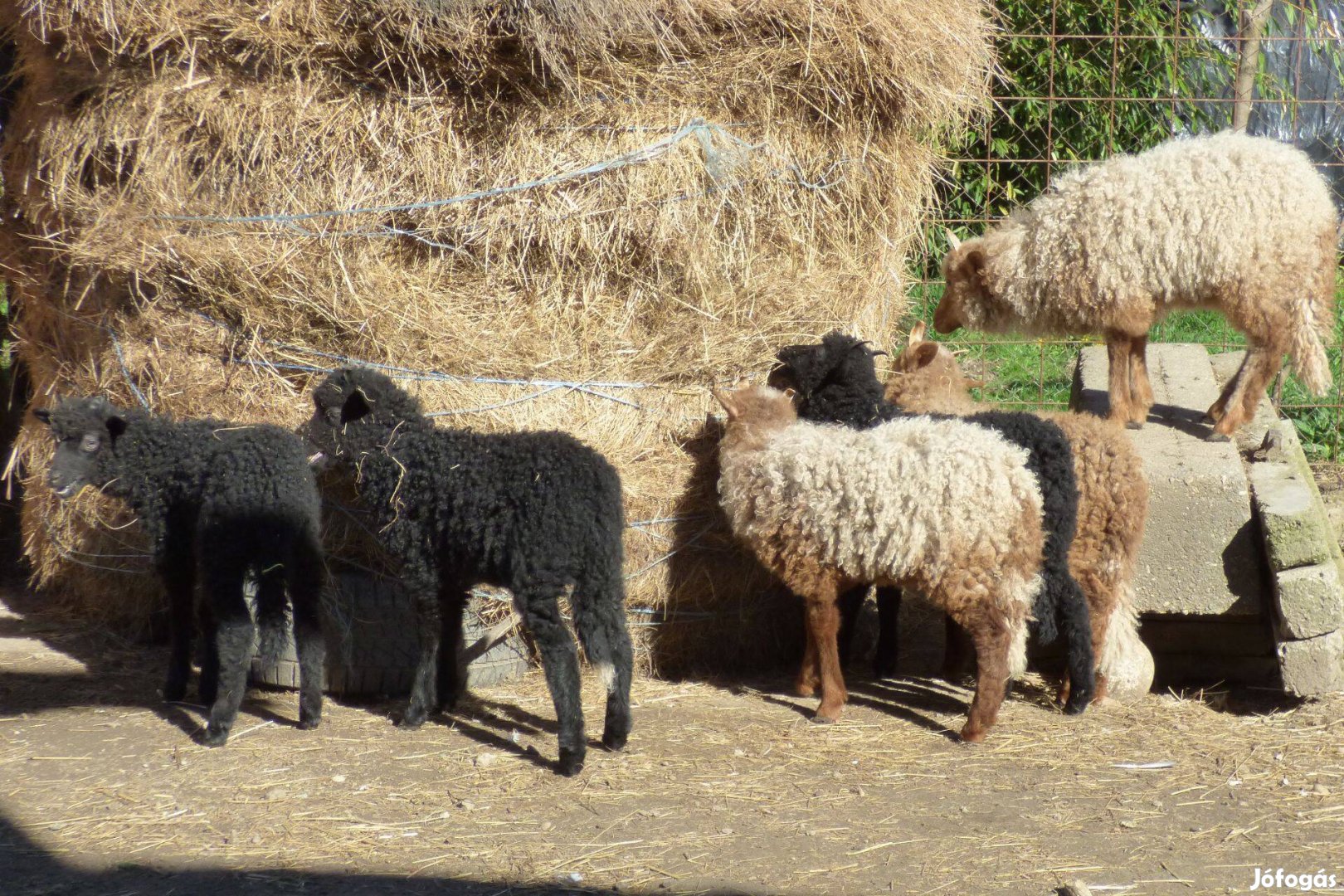 Racka bárányok