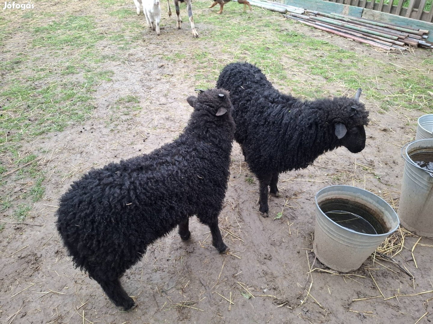 Racka bárányok eladók