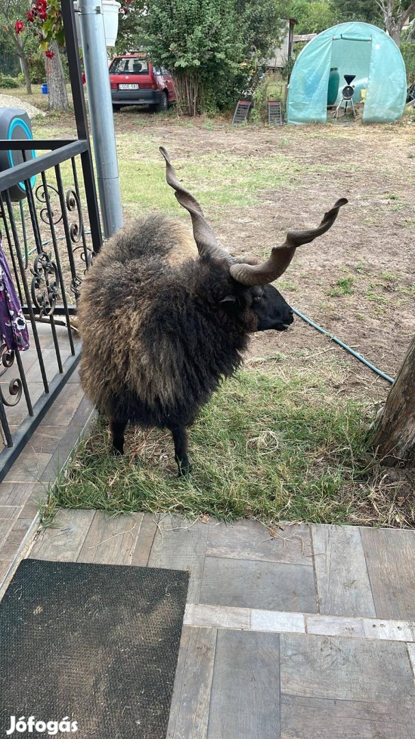 Racka birka kos eladó. Vagy cserélhető. Túra vagy kacsara.