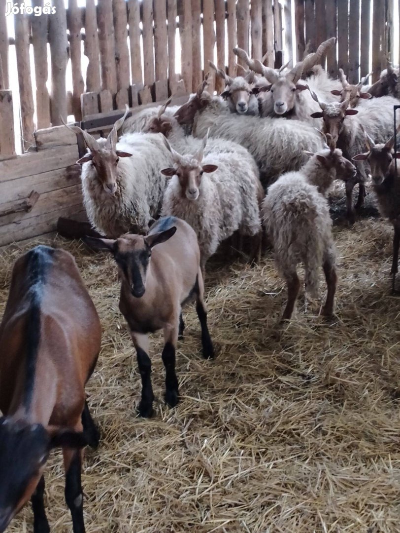 Racka birkák eladók