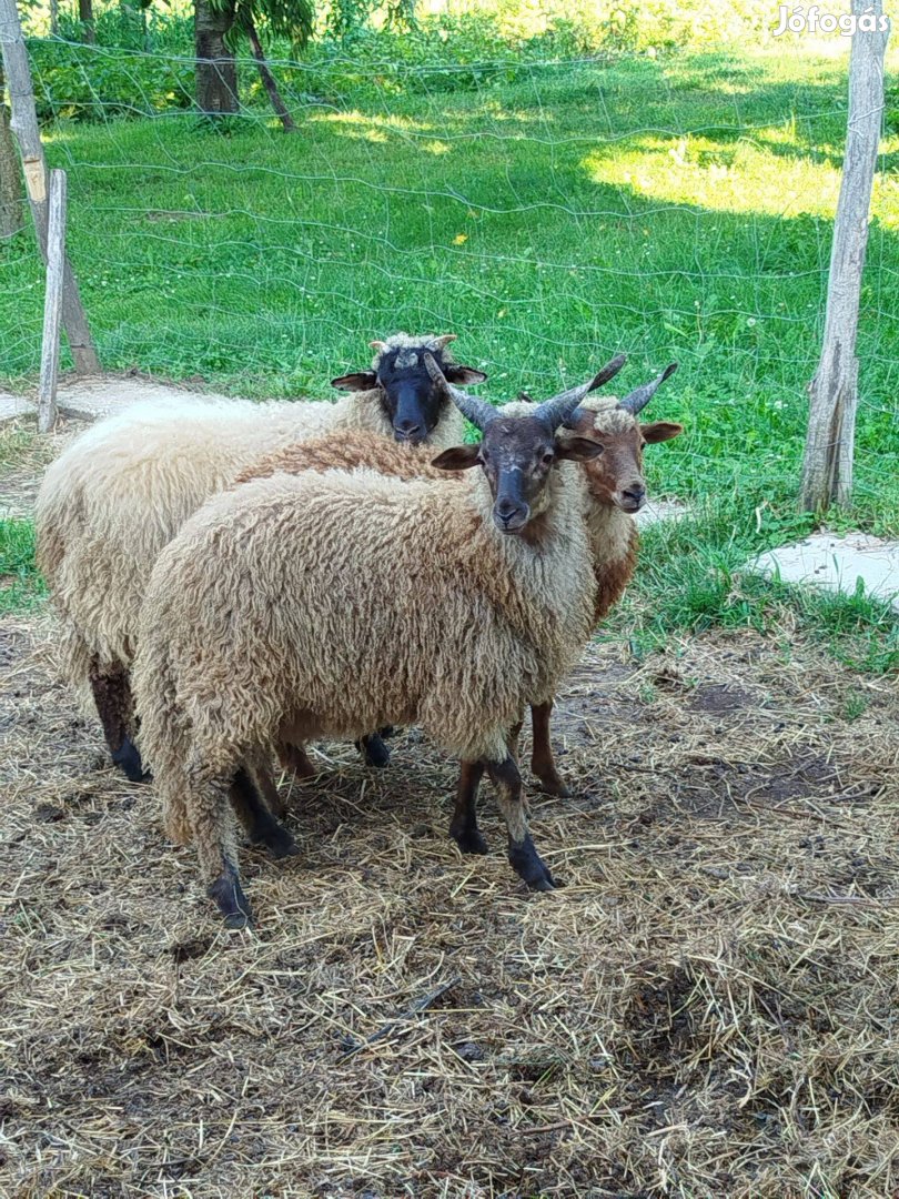 Racka-cigája kos bárányok