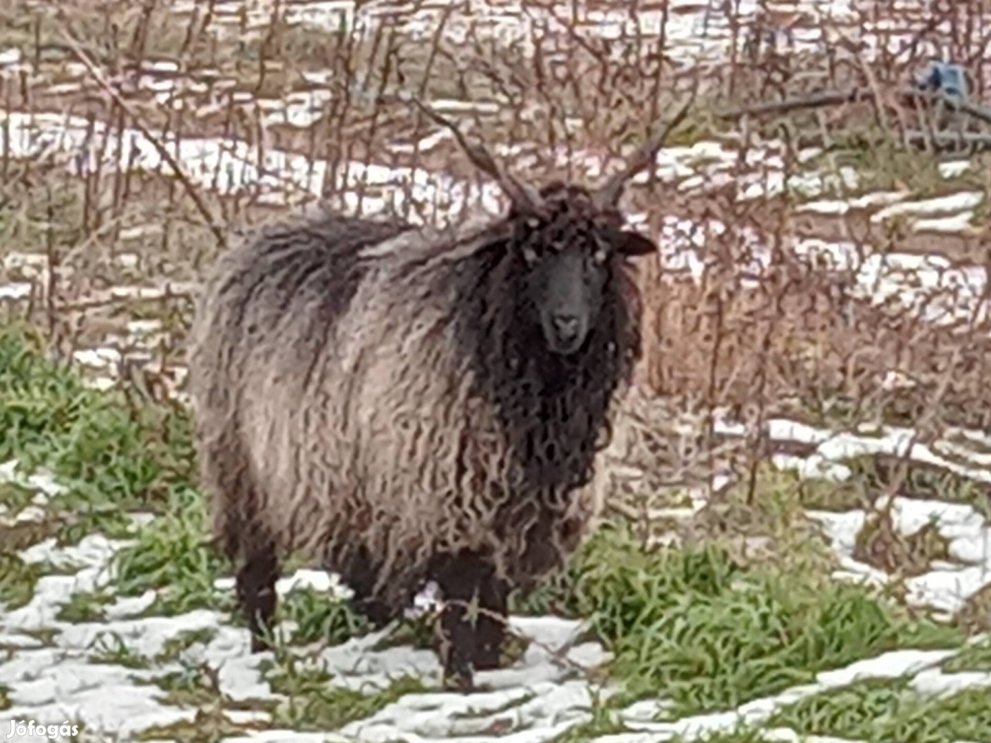 Racka jerke birka juh eladó