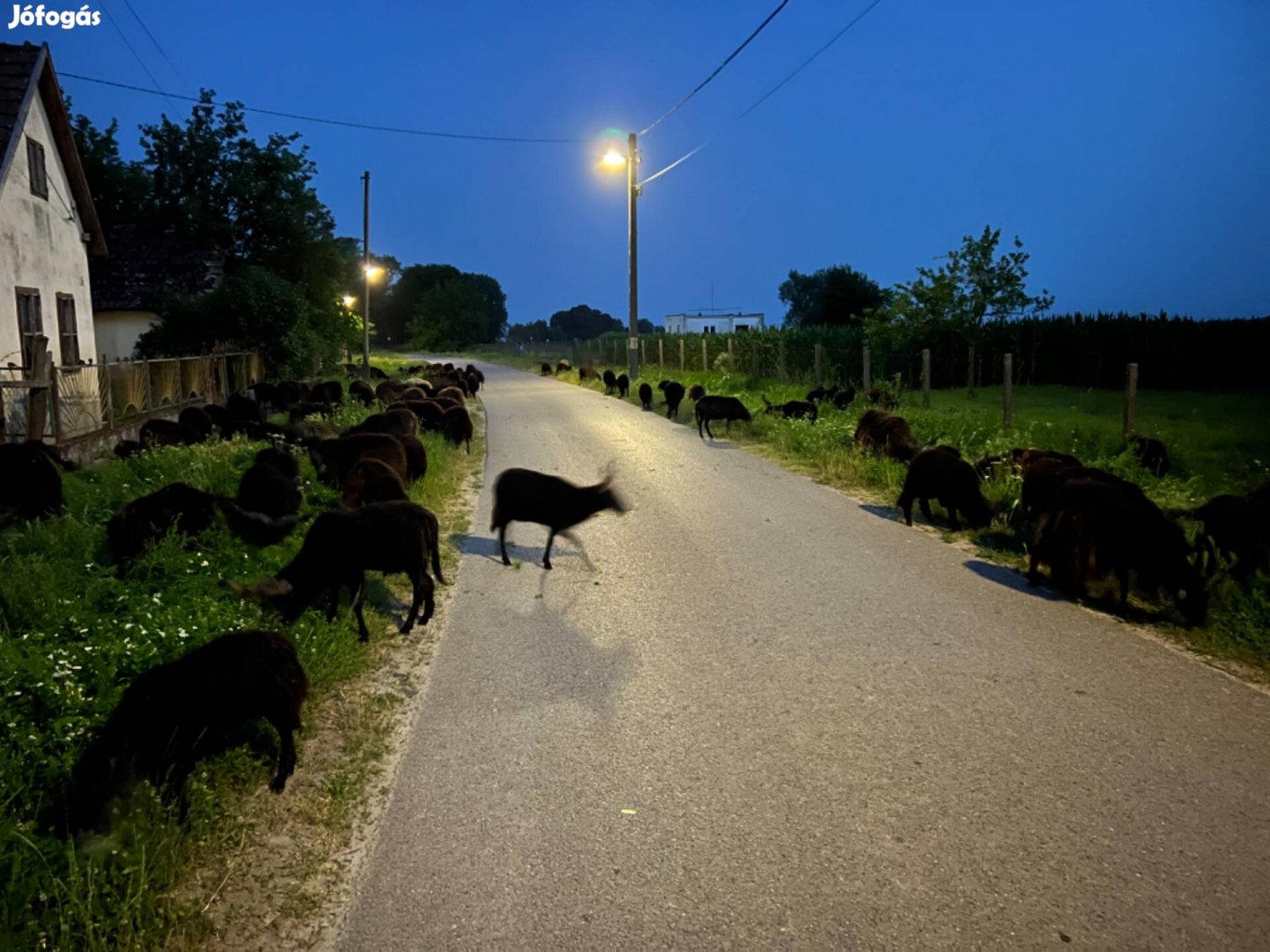 Racka juh - juhok - bárány - jerke - kos - birka - továbbtartásra