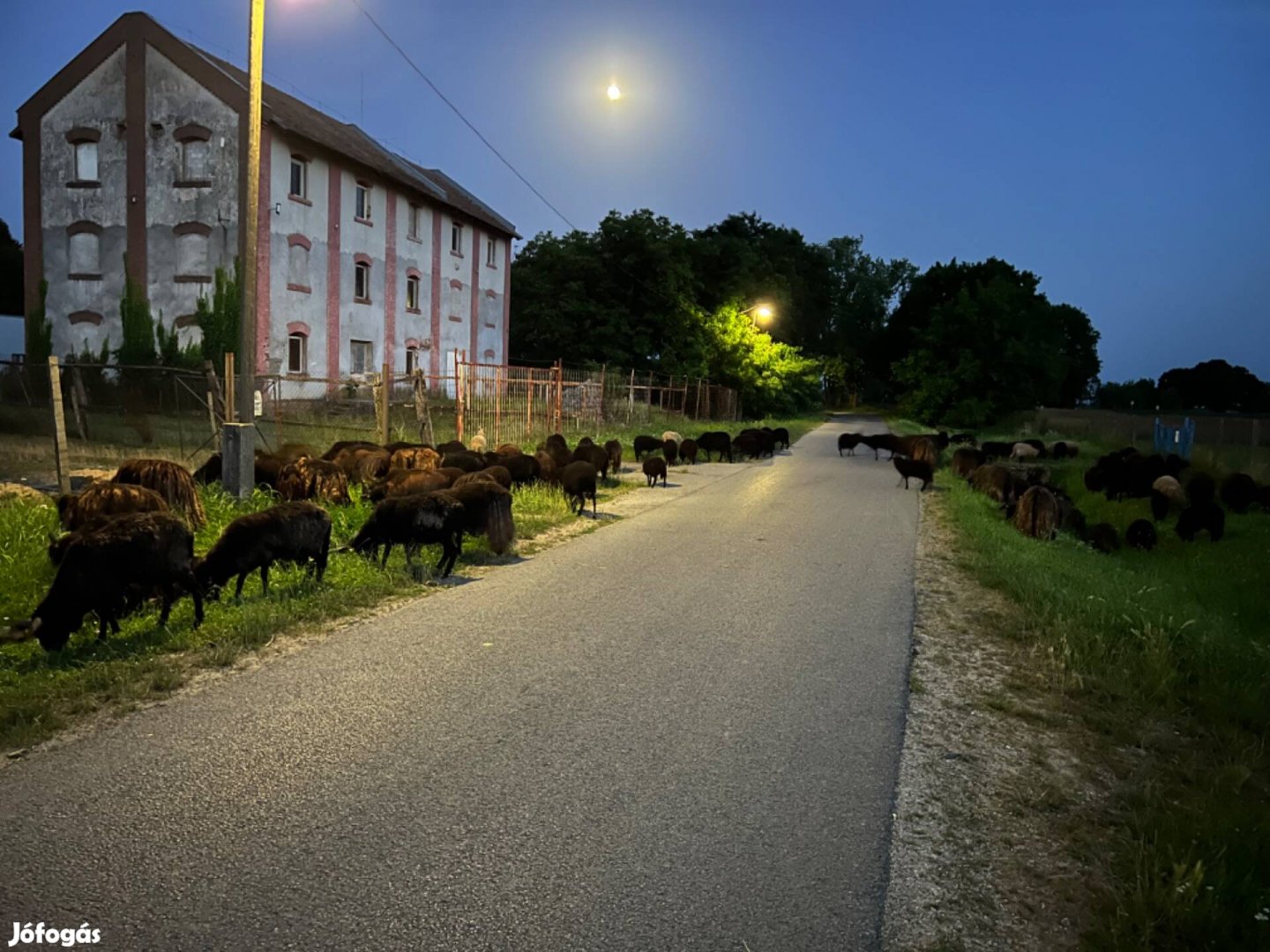 Racka juh - juhok - bárány - kos - jerke - birka