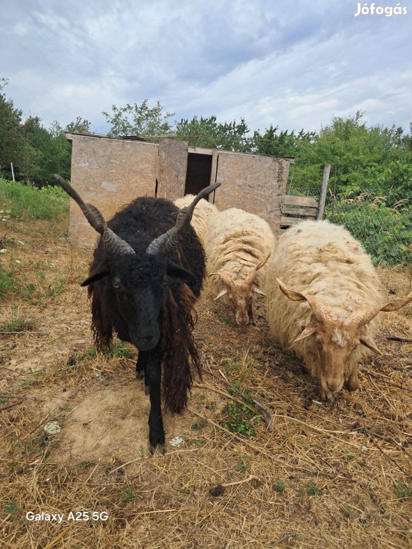 Racka juh eladó Vértestolna