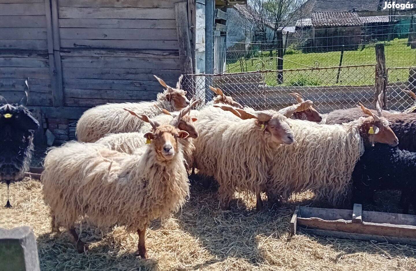 Racka juhok eladók