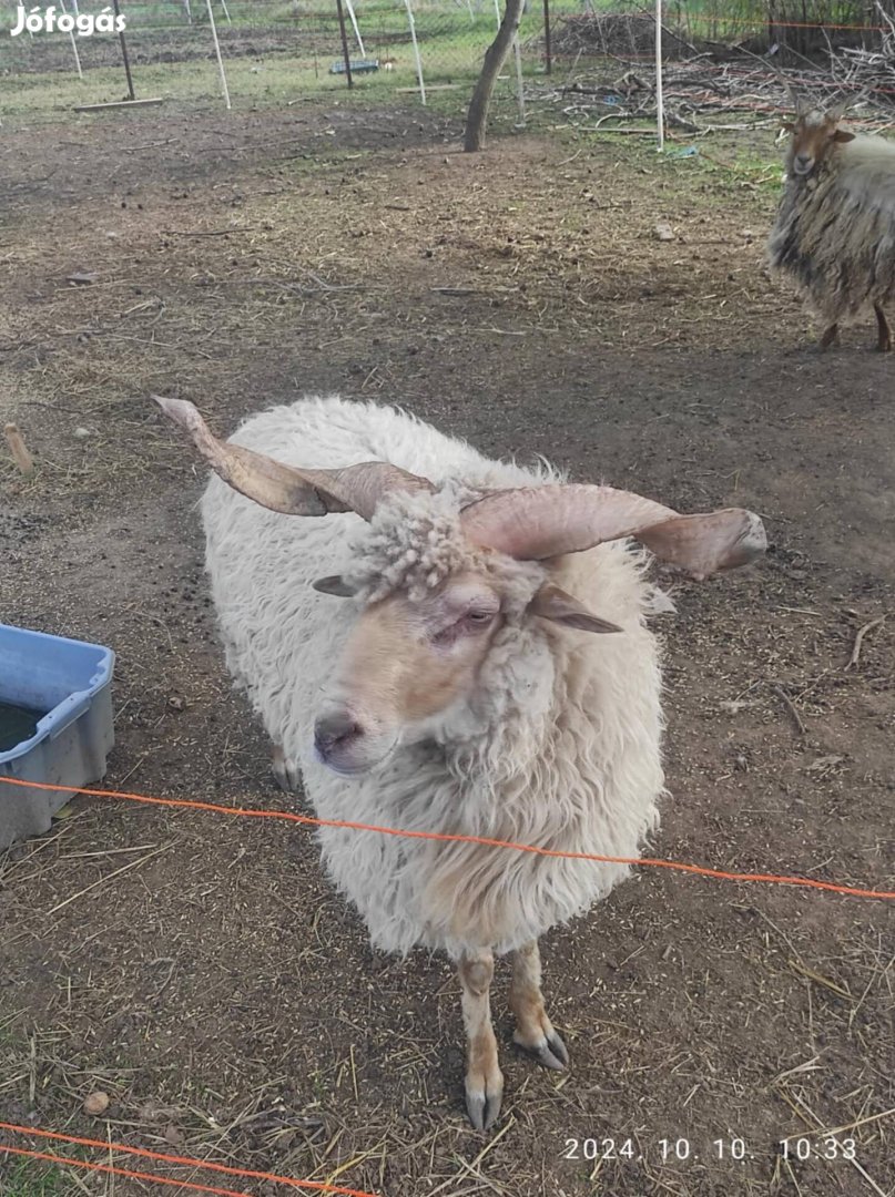 Racka juhok eladók Gárdonyban