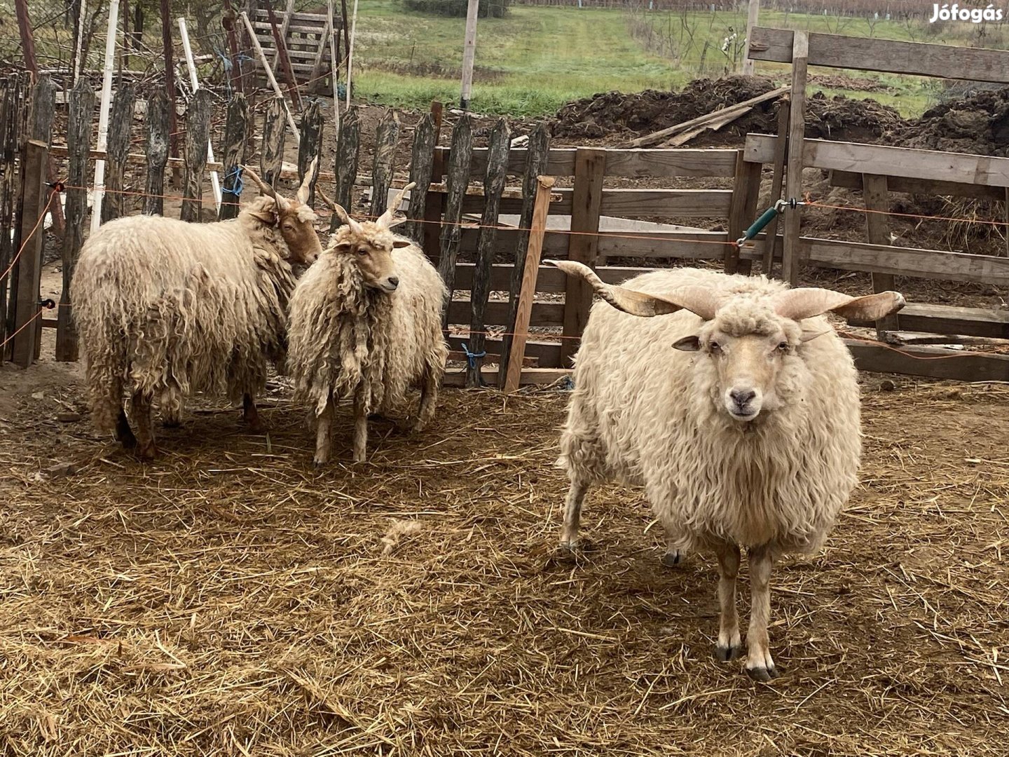 Racka juhok eladók Gárdonyban