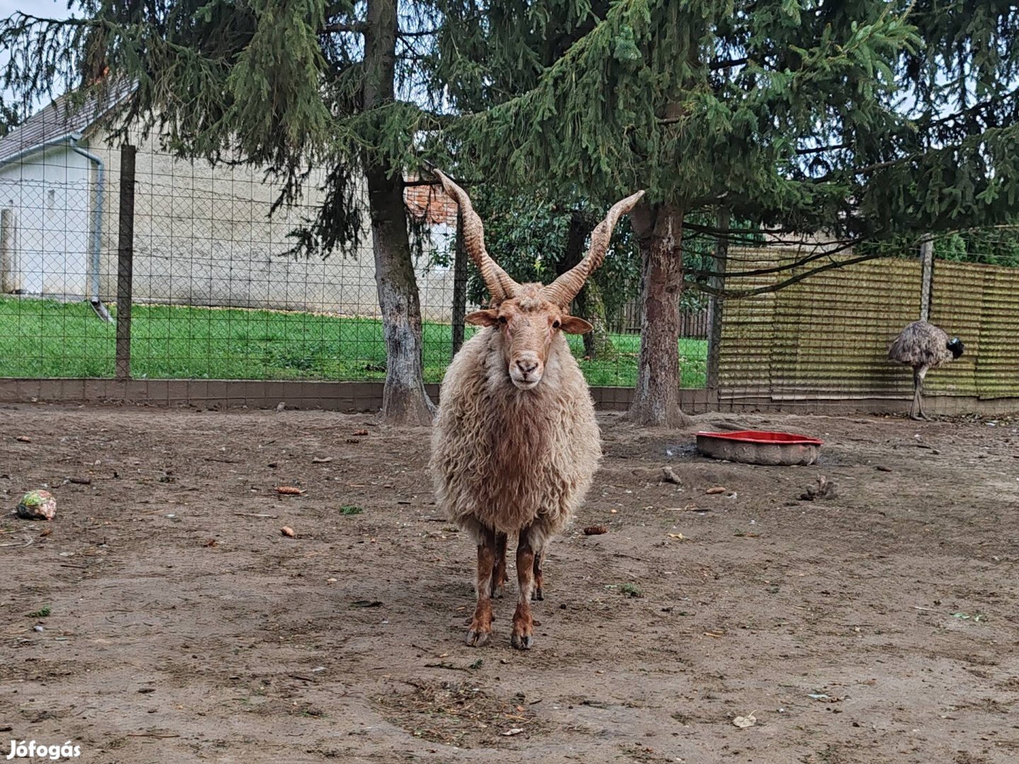 Racka kos eladó