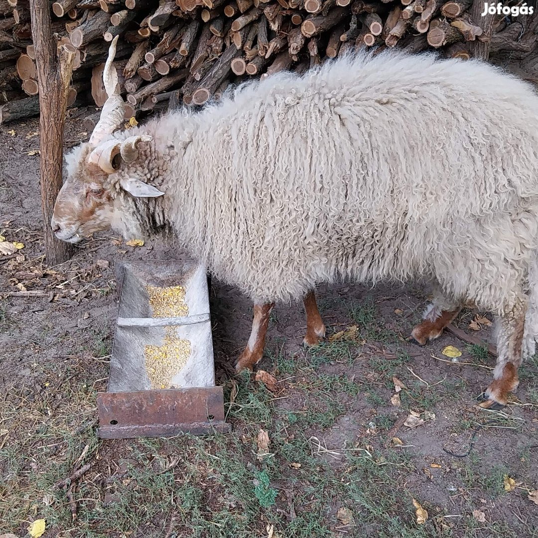 Racka kos eladó