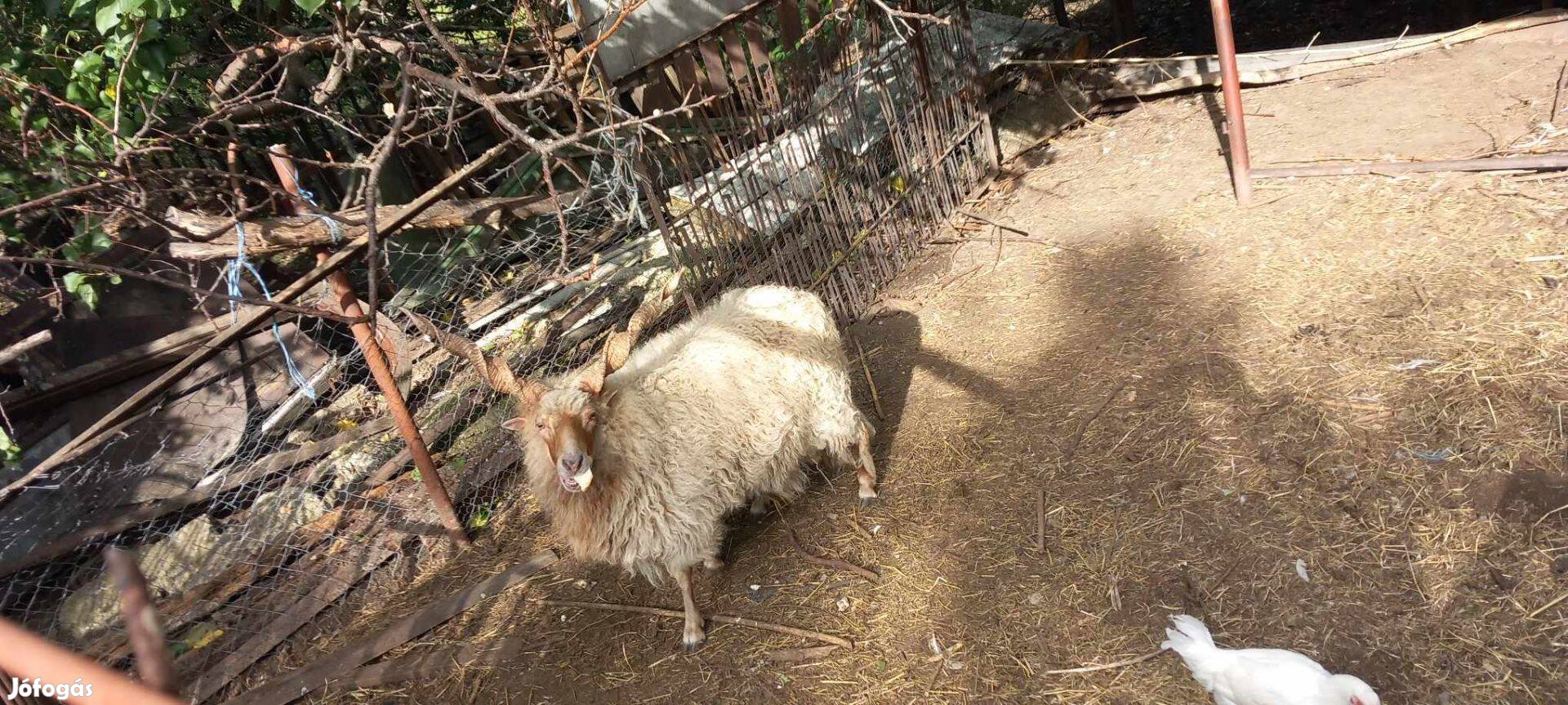 Racka kos eladó Debrecen