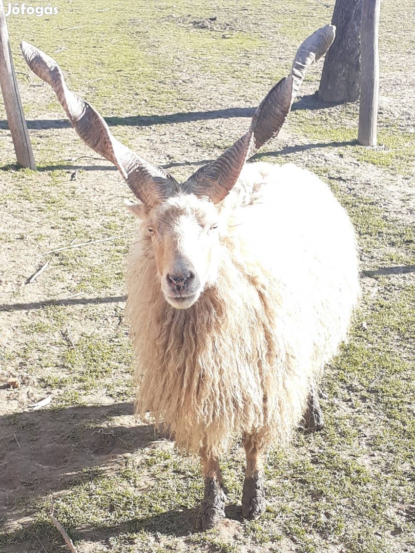 Racka kos eladó 