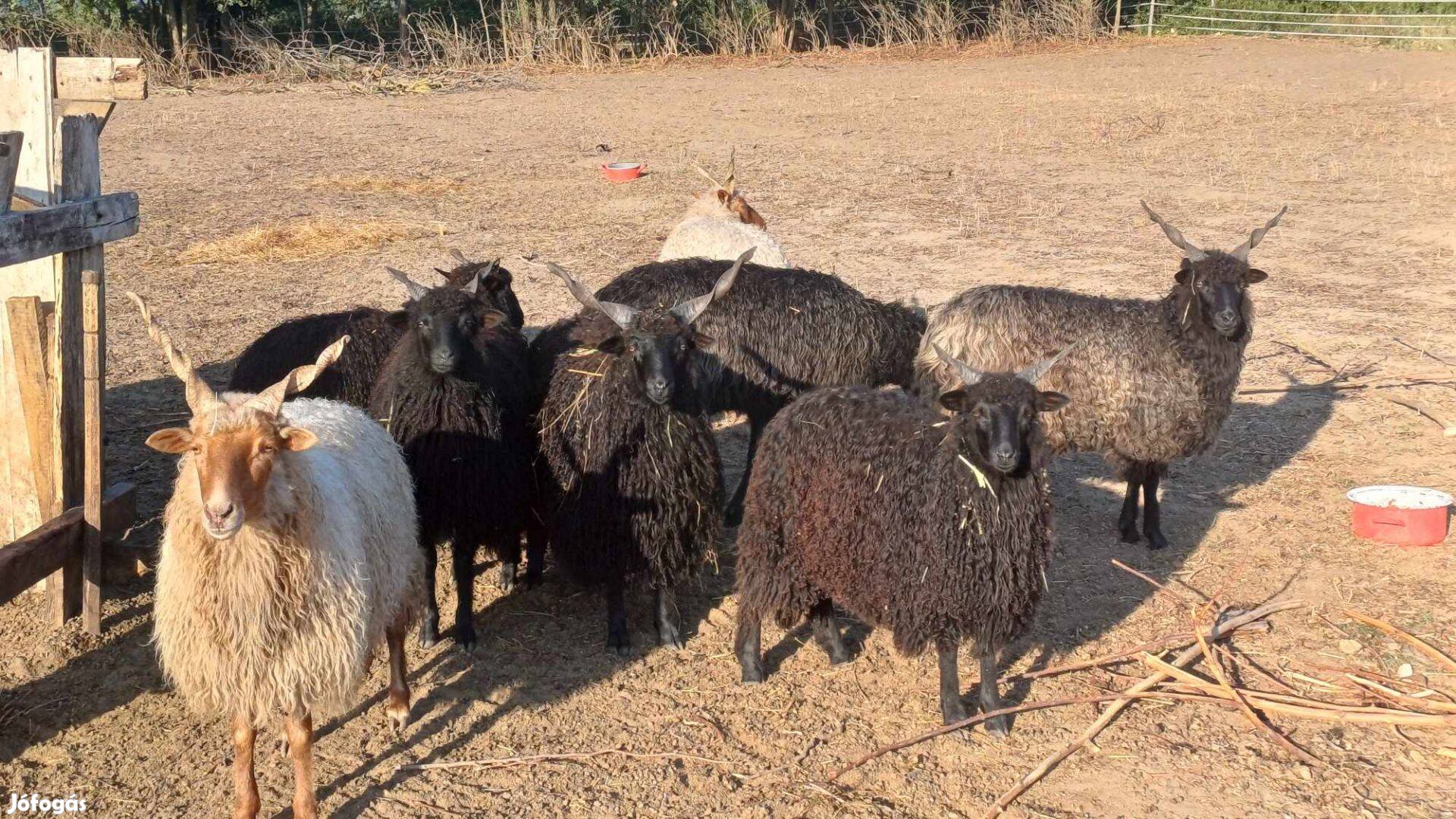 Rackajuhok, jerkék és racka kos