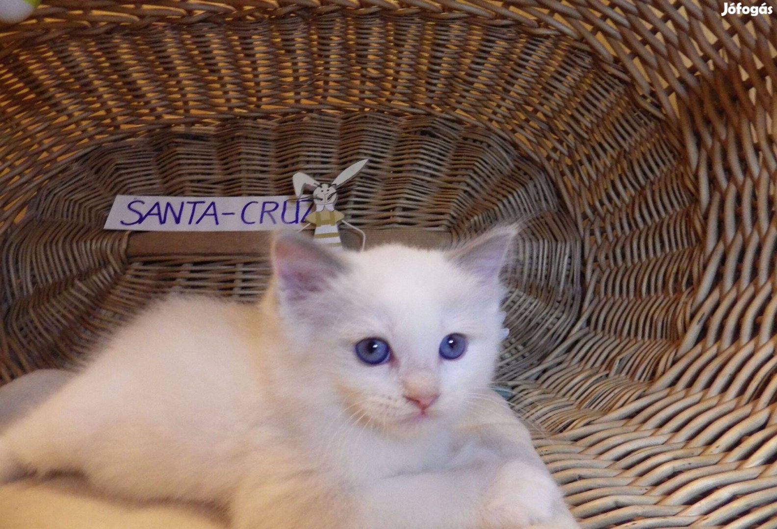 Ragdoll Boy! Blue Bicolor