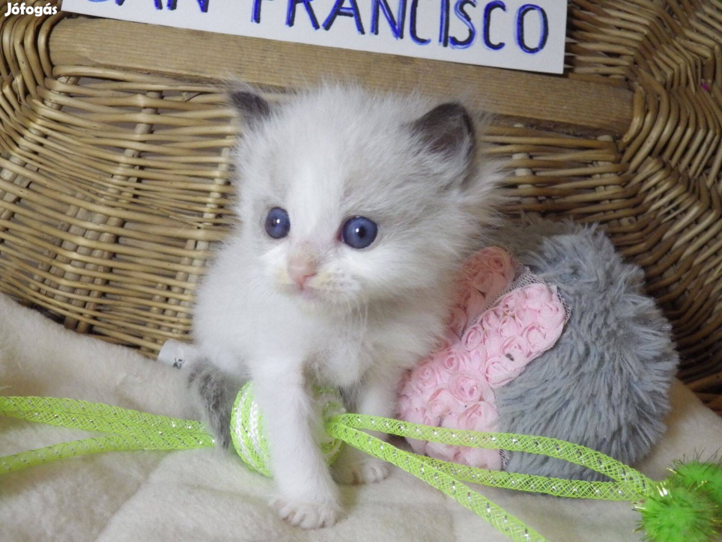 Ragdoll Boy! Seal Bicolor