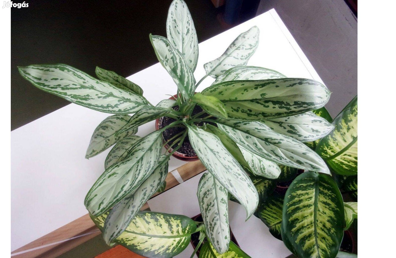 Rákvirág Aglaonema Silver Queen Újpest központ közelében